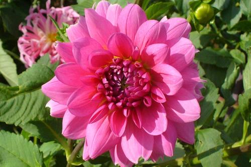 deborah_crane's profile picture. Lovin' Life!