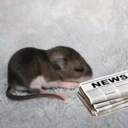 NewsyMouse's profile picture. I like Digital First news and dead cats. RTs are made of cheese.