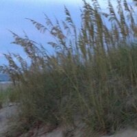 Trudy Willis (@trudywillis) 's Twitter Profile