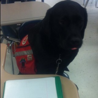 TheReal_Maltese's profile picture. HHS. Freshman. All bark and bite ;) Fetch