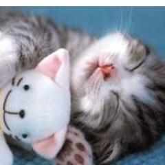 eyeballbaby's profile picture. Incognito...I fear fame (and kittens)