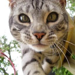 PercyParslow's profile picture. I am Percy the bengal cat - master of Macushla73 and ipodrob. Also known as Ploplet, Percy Pickle, Pickle-pie and Percy Parsnip. I am extremely beautiful!