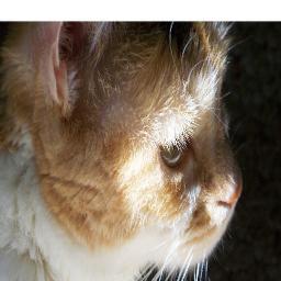 SnagglesMom's profile picture. 