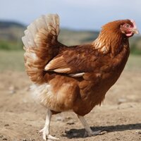 Brownriggs Farm Shop (@brownrigg_farm) 's Twitter Profile