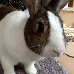 Only tweeting about rabbits. That’s what it’s for, isn’t it? Servant to Herbie, Loddie and Pumpkin. Missing Ted, Flo, Georgie, Hootie and Tabitha.