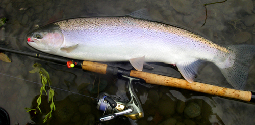 Salmon and Steelhead. Best fish to fish for. Follow me if you like fishing.