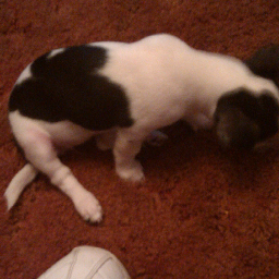 correctionsgirl's profile picture. 