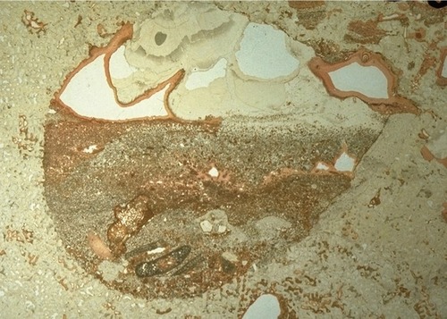 Geologist-paleontologist