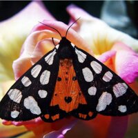 Nature Lovers (@naturelovers) 's Twitter Profile