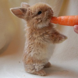 De leukste en liefste dierenfoto's op Twitter! Volg @DierenManieren en stuur zelf je suggestie in.