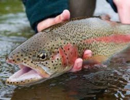 Fly fishing products, handmade in Chile