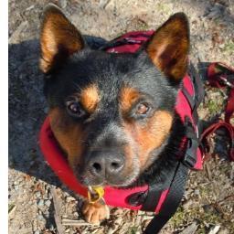 Australian Cattle Dog. Likes: Eating. Sleeping. Walkies. Kayaking. Agility. Chasing birds (but not the chickens). Barking at tradesmen. Personal space.