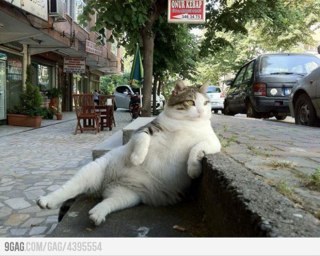 irmajaja's profile picture. 