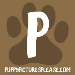 Puppy Pictures Please is the place for you to post and share pictures of your cute dog or puppy. After you post: share, like, and browse other's puppy pictures.