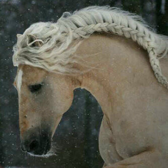 SehamBalhamar's profile picture. 