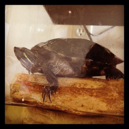 22. Red Eared Slider. Fiesty. Trickster. Moody. Lovable. Swimmer.