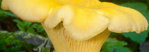 The Mycological Society of San Francisco was founded in 1950 to promote the understanding and enjoyment of mushrooms and other fungi. http://t.co/HmPfsbK0