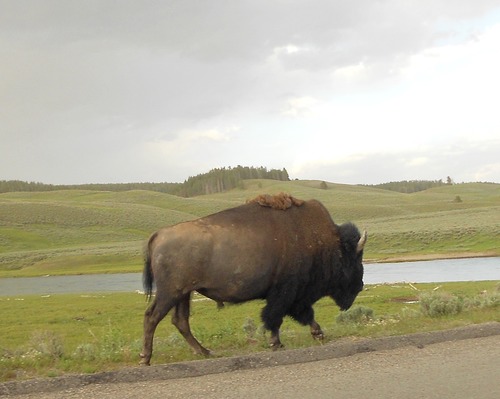 OpenPrairies's profile picture. 