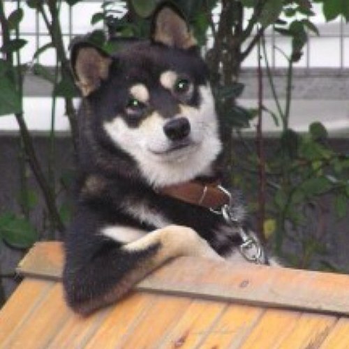 Letsplayfetch's profile picture. 