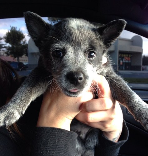 SaveDeafDogs's profile picture. We are dedicated to changing policies of euthenizing deaf dogs, serving and helping the community of deaf dogs.