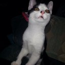 Diesel Darius-Drake - @Diesel_D_D_O - Twitter