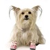 PetLondon (@poppypetlondon) Twitter profile photo