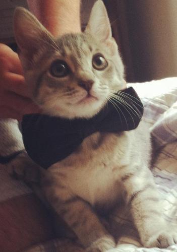 Meow Meow..I'm chill as fuck.