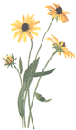 Aromatherapy Resource