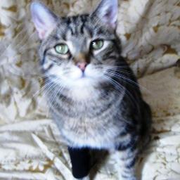 Major Apollo Tom Profile