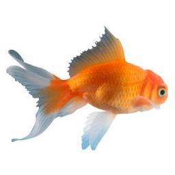 goldfishyo Profile Picture