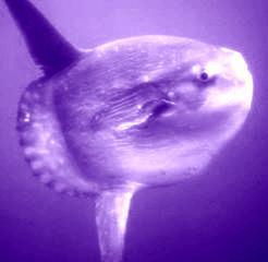 PURPLE_MAMBOU's profile picture. 