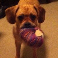 Ellie Davidoff (@dani44dani) 's Twitter Profile