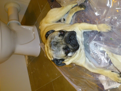 hatarihanso's profile picture. 