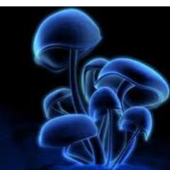 order magic mushroom ? just for fun..
chat me on YM : magicmushroomjogja@yahoo.com
atau silahkan kontak via DM. Harga: 15rb untuk satu orang