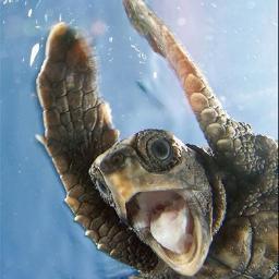 🐬🐡🐟🦈🐠🐙🦐🐋🦀🦑🦭🦞🐳🦪🪝🌊🐚⚓️⛴️🚢🛳️⛵️
