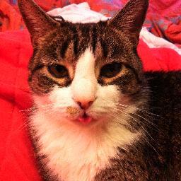 RIP JAKE❤️ we all miss you! ...........
I'm Jake. sleeping, eating, meowing, pissing on floors, vomiting on carpets, wearing tin foil booties. SASSY AND PROUD!
