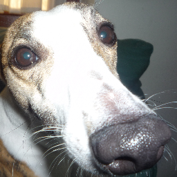 cheekywhippet's profile picture. Expert bacon thief.