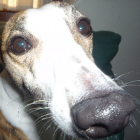 Sugarush (@cheekywhippet) 's Twitter Profile