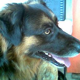 Amo la vita,1 moroso,2 cani,1 gatto animalista, mi piace la muay-thai,viaggiare, musica, libri,umilta' e rispetto, odio la falsita' e l'ipocrisia ANTICOMUNISTA