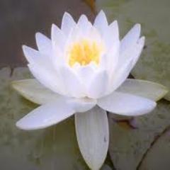 Meditation, Buddha, Mindfulness of Breathing and Conscious Living