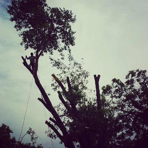 Bringing you a self owned & operated all around tree service • Specializing in costumer satisfaction & the best negotiable prices! Contact us at: (682)-554-5934