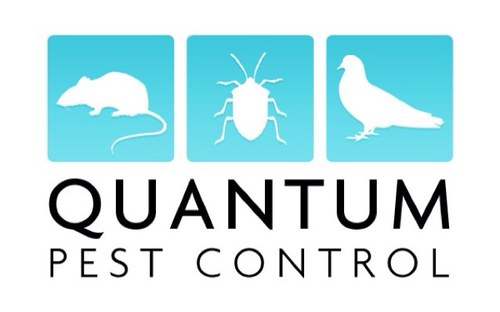 Quantum_Pest Profile Picture