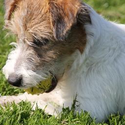 2 echte pubers/ 8 jack russell terriers/ 3co-ownerjacks/ fokker en trimster van jacks/ handbal, voetbal /ado/ verpleegkundige/ computeren