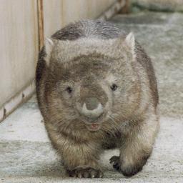 こつぶまるさんのプロフィール画像