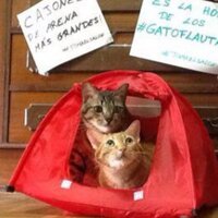 Anita G (@anitarapp) 's Twitter Profile