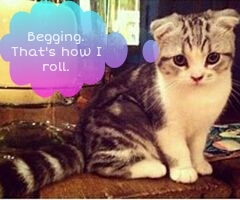 I'm adorable & you know it. Meow.