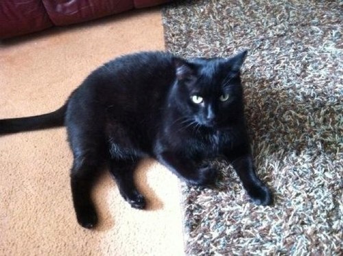 Otherwise known as a miniature black panther. I love to pester @Meikitamo IRL.