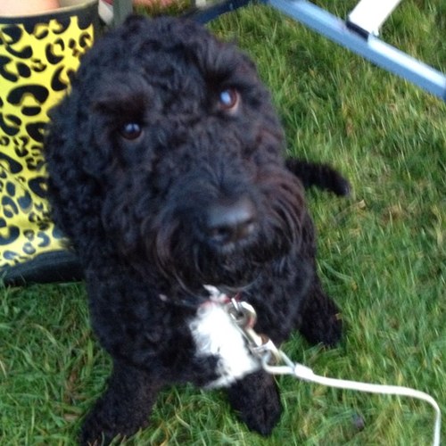 Hi! My name is Alfie and I am 5! I love life and mum-simple!