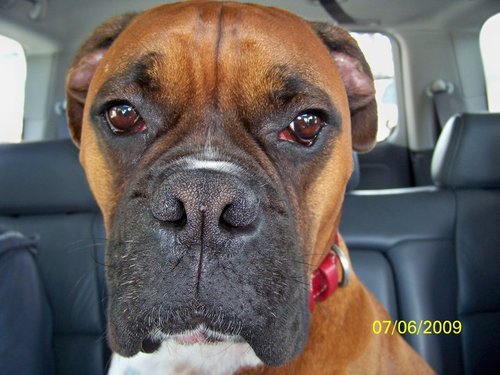 Diezel_da_dawg's profile picture. coolest boxer around, ya feel me?