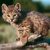 Bagdad Elementary (@bagdadelem) Twitter profile photo Bagdad Elementary (@bagdadelem) Twitter profile photo